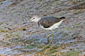 Green Sandpiper Tringa ochropus