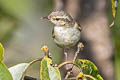 Greenish Warbler Phylloscopus trochiloides trochiloides