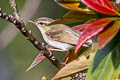 Greenish Warbler Phylloscopus trochiloides trochiloides