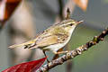 Greenish Warbler Phylloscopus trochiloides trochiloides