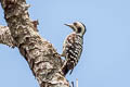 Grey-capped Pygmy Woodpecker Dendrocopos canicapillus auritus