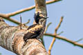 Heart-spotted Woodpecker Hemicircus canente