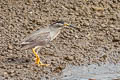 Little Heron Butorides atricapilla javanica