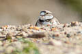 Long-billed Plover Charadrius placidus 