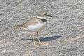 Long-billed Plover Charadrius placidus 