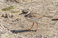 Long-billed Plover Charadrius placidus 