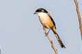 Long-tailed Shrike Lanius schach tricolor