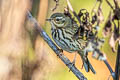 Olive-backed Pipit Anthus hodgsoni yunnanensis