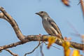 Oriental Cuckooshrike Coracina javensis siamensis