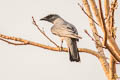 Oriental Cuckooshrike Coracina javensis siamensis