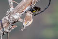 Oriental Greenfinch Chloris sinica sinica