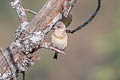 Oriental Greenfinch Chloris sinica sinica