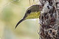 Ornate Sunbird Cinnyris ornatus flamaxillaris