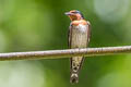 Pacific Swallow Hirundo javanica javanica