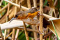 Red-eyed Scimitar Babbler Erythrogenys imberbis celatus