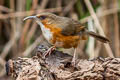 Red-eyed Scimitar Babbler Erythrogenys imberbis celatus