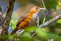 Red-eyed Scimitar Babbler Erythrogenys imberbis celatus