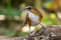 Red-eyed Scimitar Babbler Erythrogenys imberbis celatus