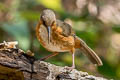 Red-eyed Scimitar Babbler Erythrogenys imberbis celatus