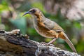 Red-eyed Scimitar Babbler Erythrogenys imberbis celatus