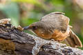 Red-eyed Scimitar Babbler Erythrogenys imberbis celatus