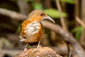 Red-eyed Scimitar Babbler Erythrogenys imberbis celatus