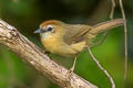 Buff-chested Babbler Cyanoderma rufifrons adjuncta