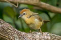 Buff-chested Babbler Cyanoderma rufifrons adjuncta