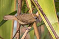 Buff-chested Babbler Cyanoderma rufifrons adjuncta