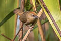 Buff-chested Babbler Cyanoderma rufifrons adjuncta