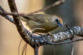 Buff-chested Babbler Cyanoderma rufifrons adjuncta