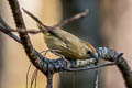 Buff-chested Babbler Cyanoderma rufifrons adjuncta