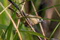 Buff-chested Babbler Cyanoderma rufifrons adjuncta