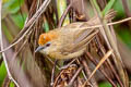 Buff-chested Babbler Cyanoderma rufifrons adjuncta