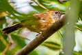 Buff-chested Babbler Cyanoderma rufifrons adjuncta