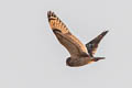 Short-eared OWl Asio flammeus flammeus