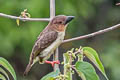 Sooty Barbet Caloramphus hayii