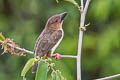 Sooty Barbet Caloramphus hayii