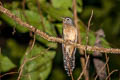 Sunda Brush Cuckoo Cacomantis sepulcralis sepulcralis