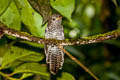 Sunda Brush Cuckoo Cacomantis sepulcralis sepulcralis