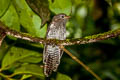 Sunda Brush Cuckoo Cacomantis sepulcralis sepulcralis