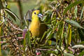 Wedge-tailed Green Pigeon Treron sphenurus sphenurus