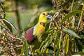 Wedge-tailed Green Pigeon Treron sphenurus sphenurus