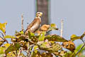 White-eyed Buzzard Butastur teesa