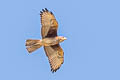 White-eyed Buzzard Butastur teesa