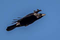 Carrion Crow Corvus corone corone