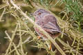 Dartford Warbler Curruca undata dartfordiensis