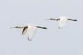 Eurasian Spoonbill Platalea leucorodia leucorodia