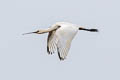 Eurasian Spoonbill Platalea leucorodia leucorodia