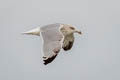European Herring Gull Larus argentatus argenteus 